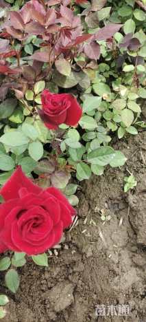 高度30厘米月季