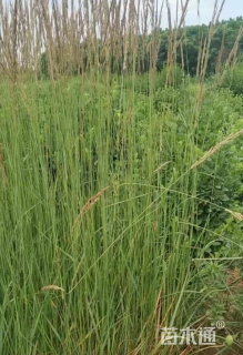 高度60厘米拂子茅