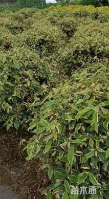 高度120厘米胡颓子