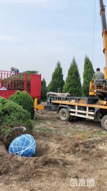 高度300厘米塔柏