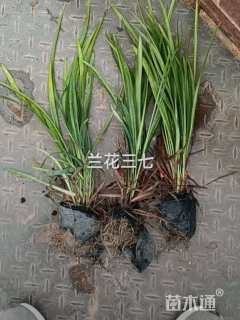 高度15厘米兰花