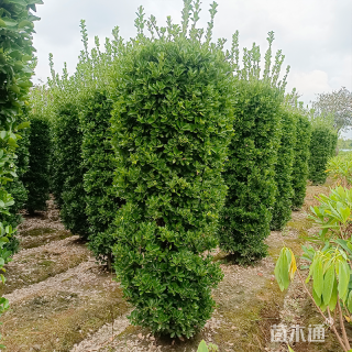 高度150厘米大叶黄杨柱