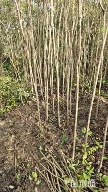 高度200厘米大叶女贞小苗