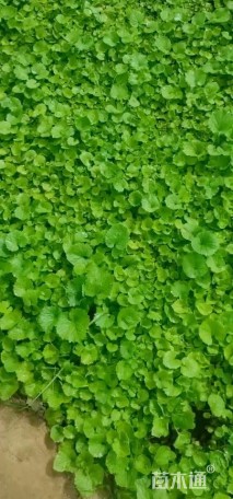 高度15厘米二月兰