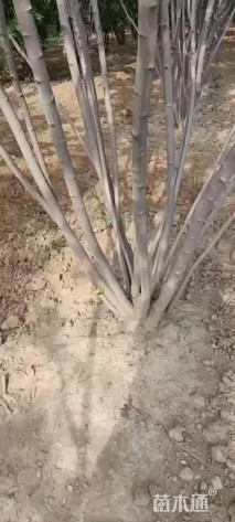 高度450厘米丛生茶条槭