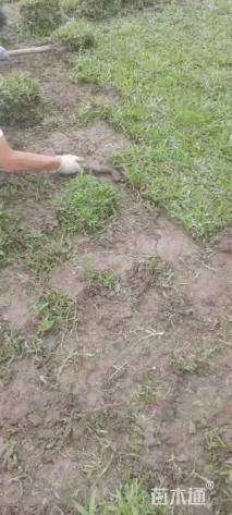 大叶油草