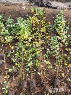 高度80厘米胡枝子