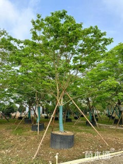 15公分紫花风铃木