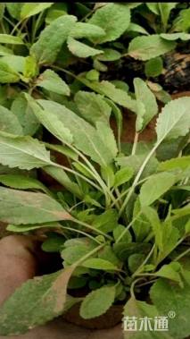 高度11厘米鼠尾草