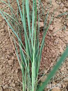 高度40厘米柳枝稷