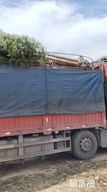 高度30厘米八角金盘小苗