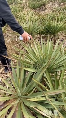 高度40厘米剑麻