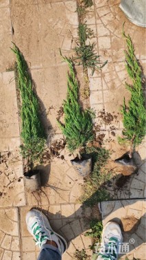 高度50厘米小龙柏