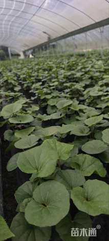 高度20厘米大吴风草