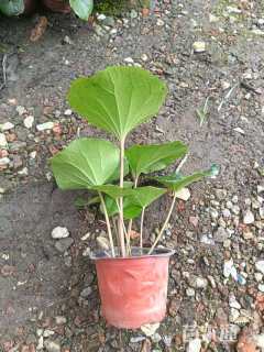 高度25厘米大吴风草