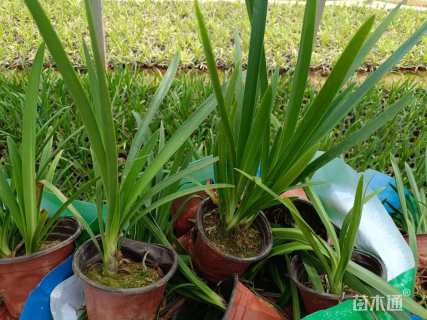 高度15厘米紫娇花