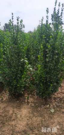 高度150厘米北海道黄杨