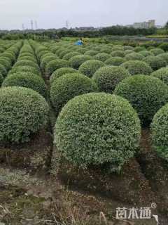 冠幅80厘米银姬小蜡球