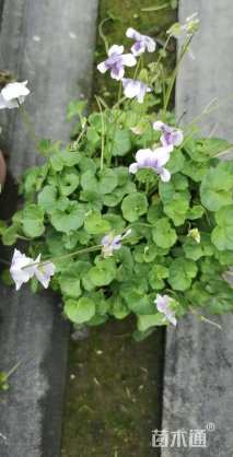 高度15厘米肾叶堇