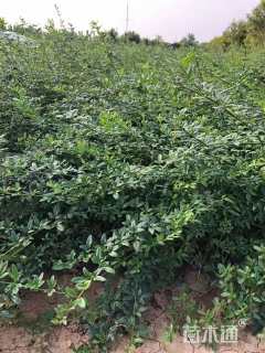 高度80厘米迎春花