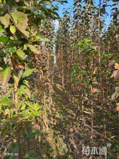 1.5公分日本晚樱