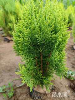 高度60厘米洒金柏