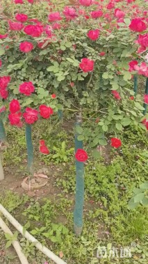 高度50厘米高杆月季