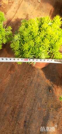 高度10厘米佛甲草