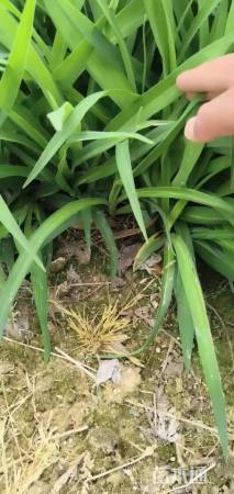 高度20厘米金娃娃萱草