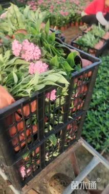 高度25厘米五星花