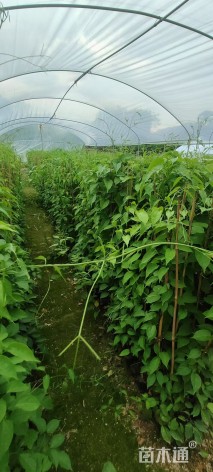 主蔓长150厘米炮仗花