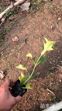 高度20厘米小菊花