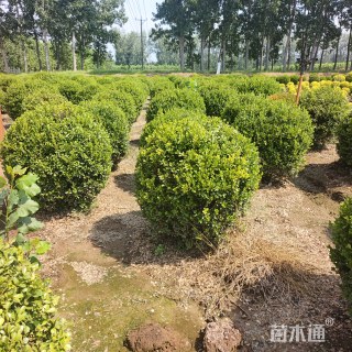 冠幅100厘米瓜子黄杨球