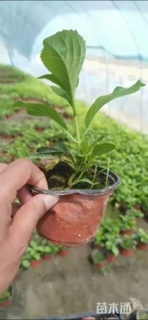 高度25厘米八仙花