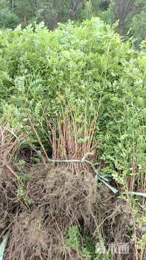 高度60厘米黄刺玫