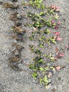 0.6公分红叶石楠