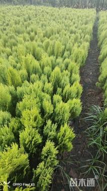 20厘米洒金柏球