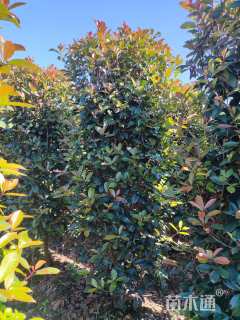 高度200厘米红叶石楠柱