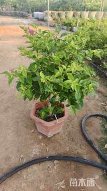 高度50厘米云南紫