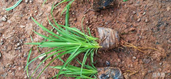 高度15厘米大花萱草