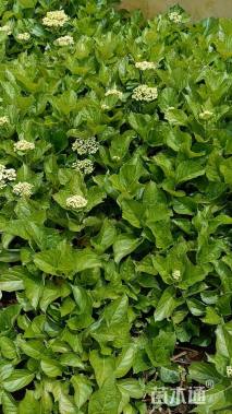 高度20厘米绣球