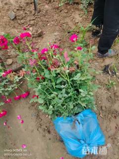 高度80厘米丰花月季