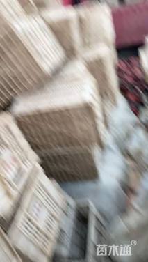 高度15厘米报春花