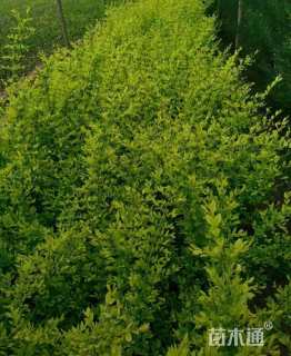 高度60厘米金叶水蜡