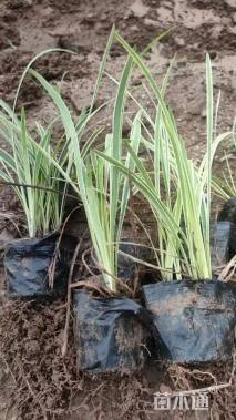 高度15厘米金边麦冬