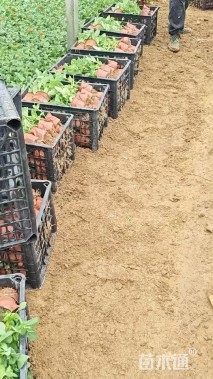 高度25厘米多花百日菊