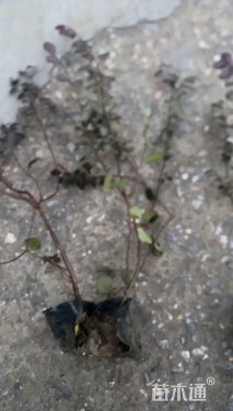 高度41厘米红花继木