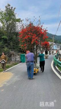 高度250厘米映山红