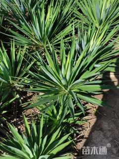 高度80厘米剑麻