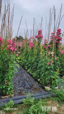 150厘米藤本月季